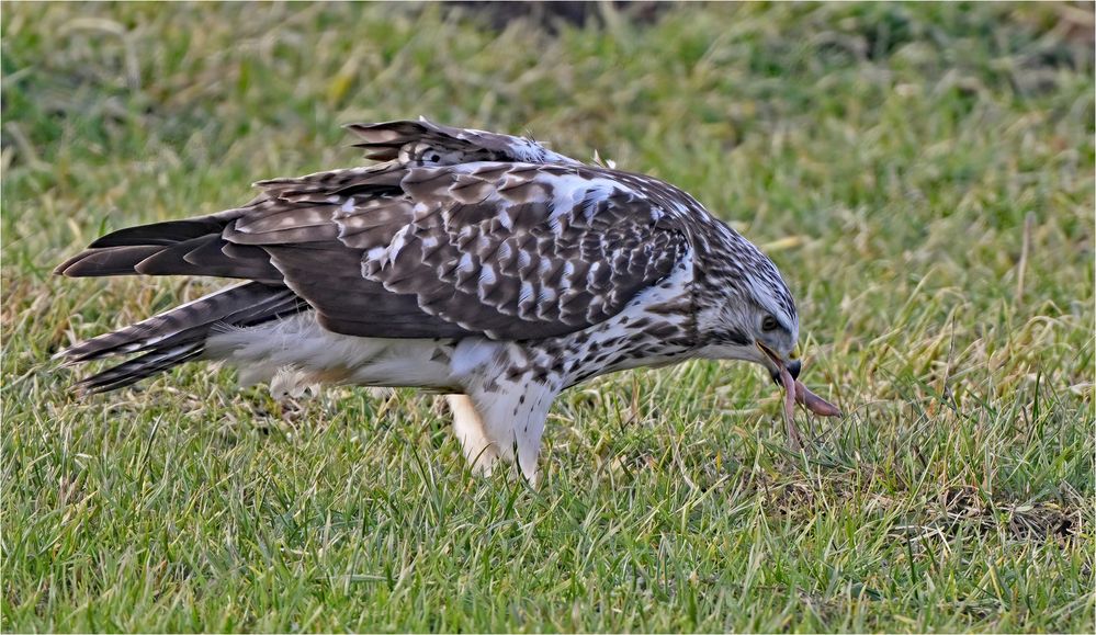 Mäusebussard mit Beute