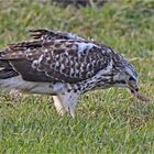 Mäusebussard mit Beute