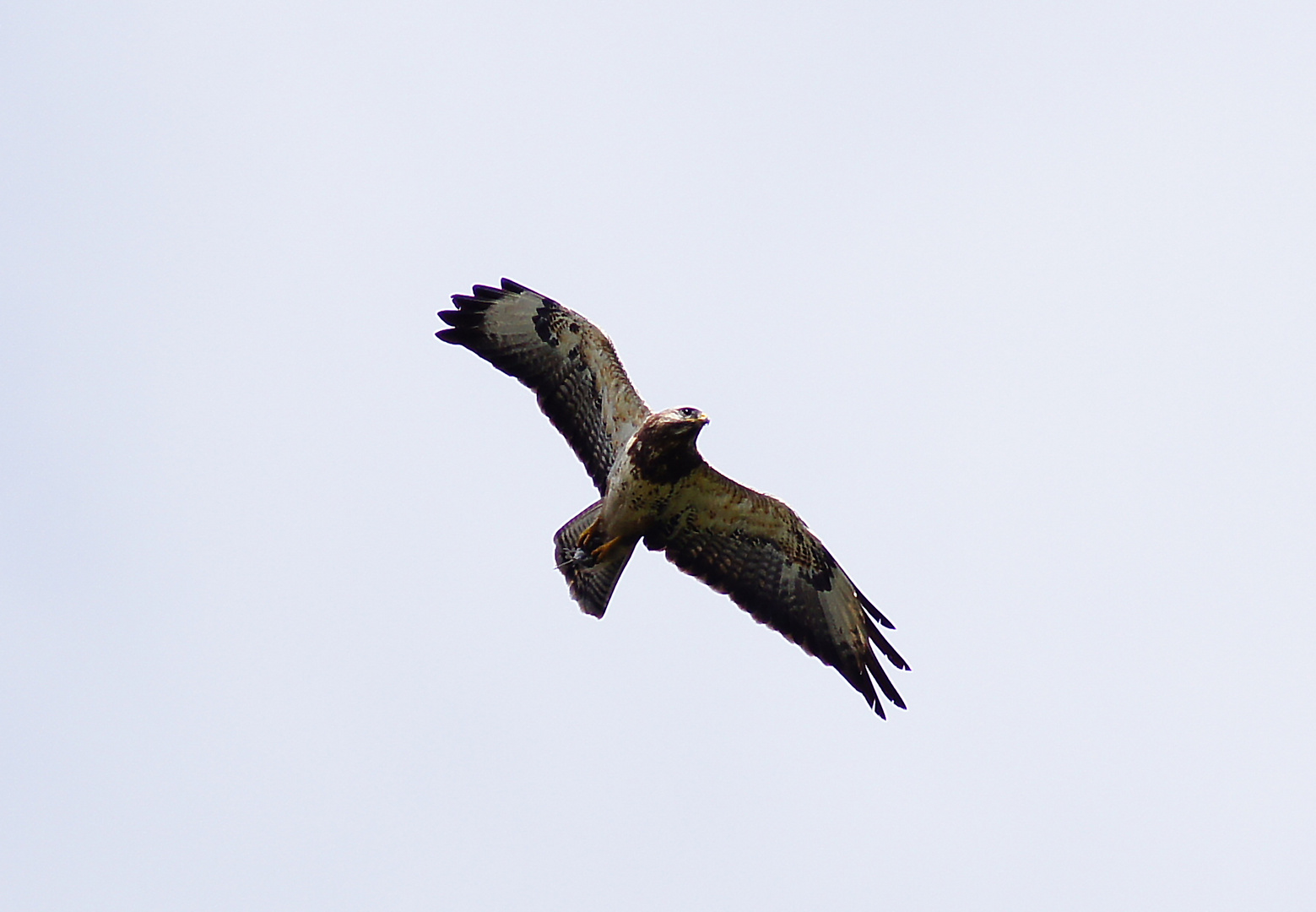 Mäusebussard mit Beute