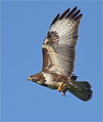 Mäusebussard mit Beute