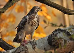 Mäusebussard mit Beute