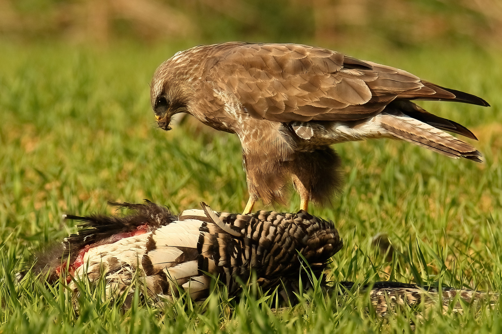 Mäusebussard mit Beute