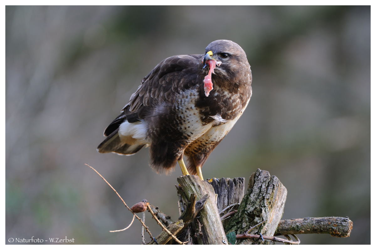 -- Mäusebussard mit Beute -- ( Buteo buteo )