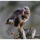 -- Mäusebussard mit Beute -- ( Buteo buteo )