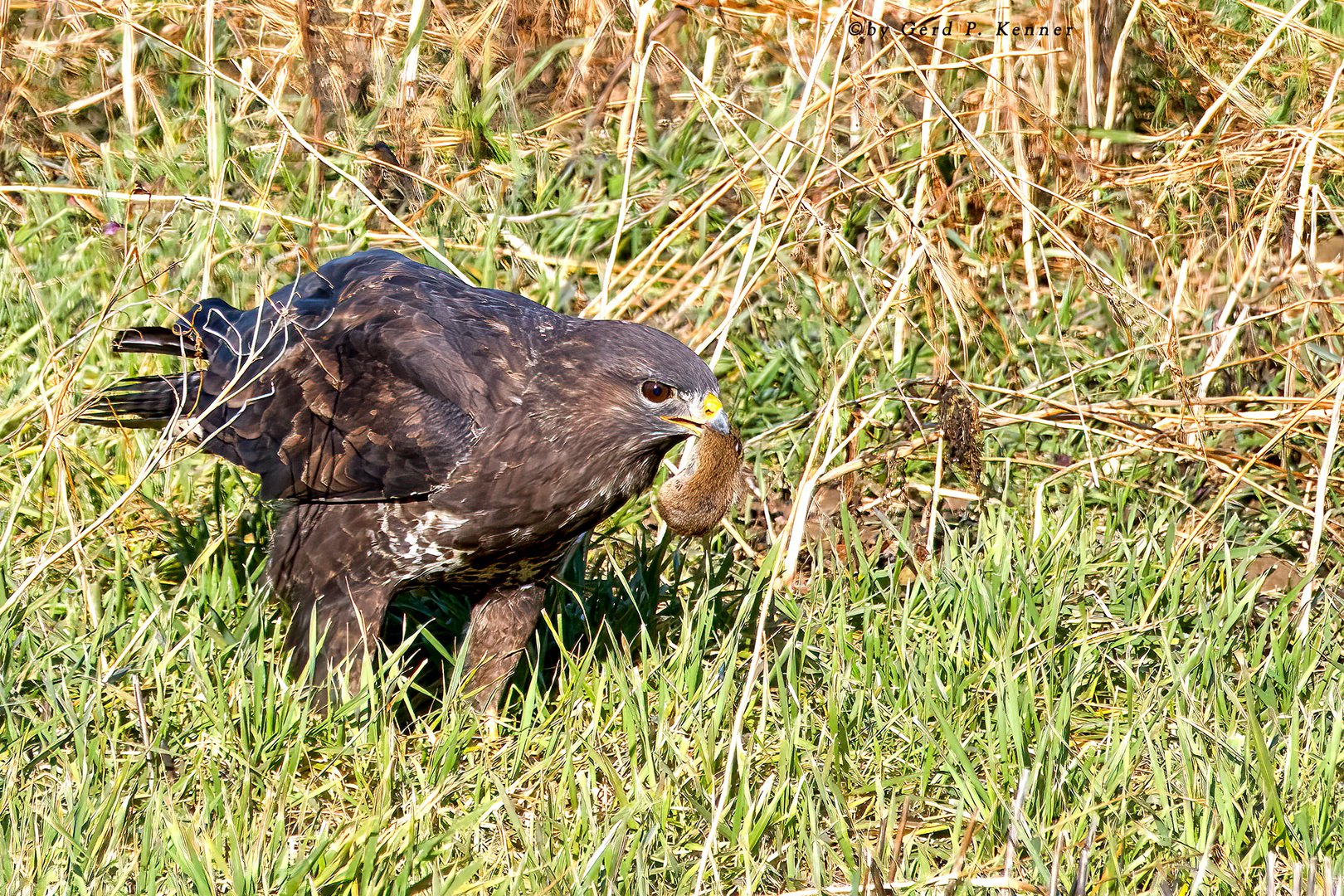 Mäusebussard mit Beute