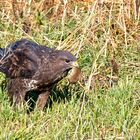 Mäusebussard mit Beute