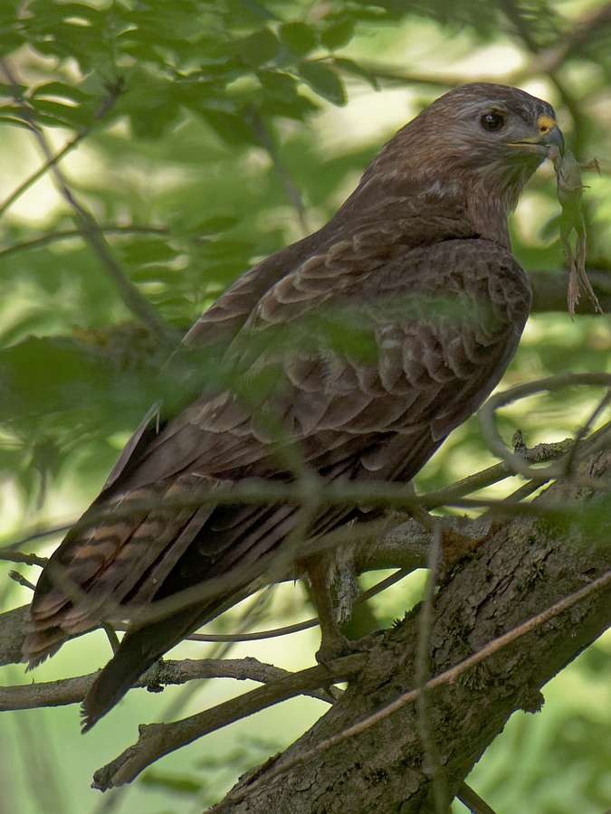 Mäusebussard mit Beute