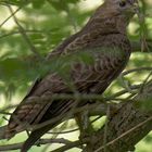 Mäusebussard mit Beute