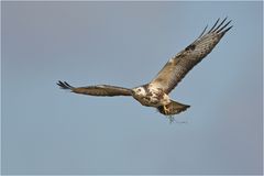 Mäusebussard mit Beute ...