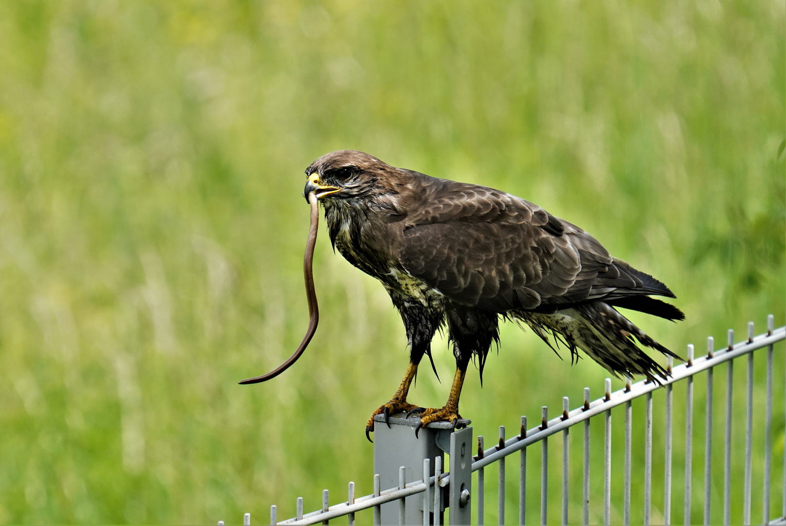 Mäusebussard mit Beute