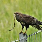 Mäusebussard mit Beute