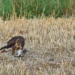 "Mäusebussard mit Beute" - vermutlich ein junger Bisam