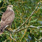 Mäusebussard mit dem Blick