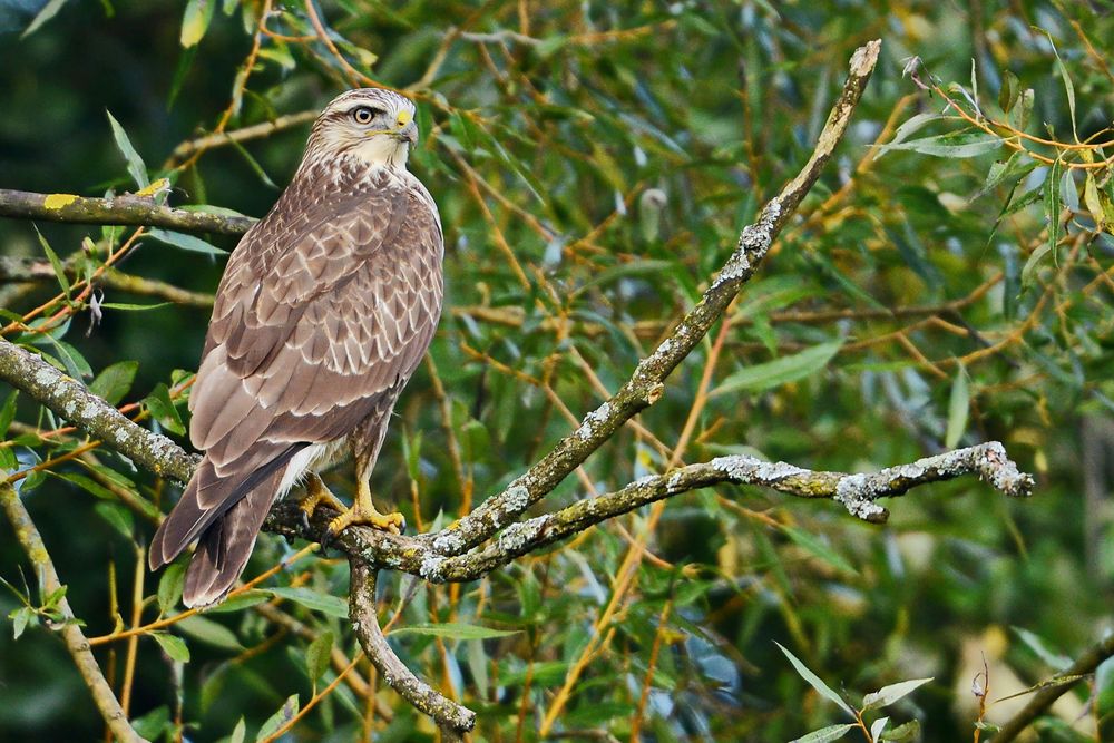 Mäusebussard mit dem Blick