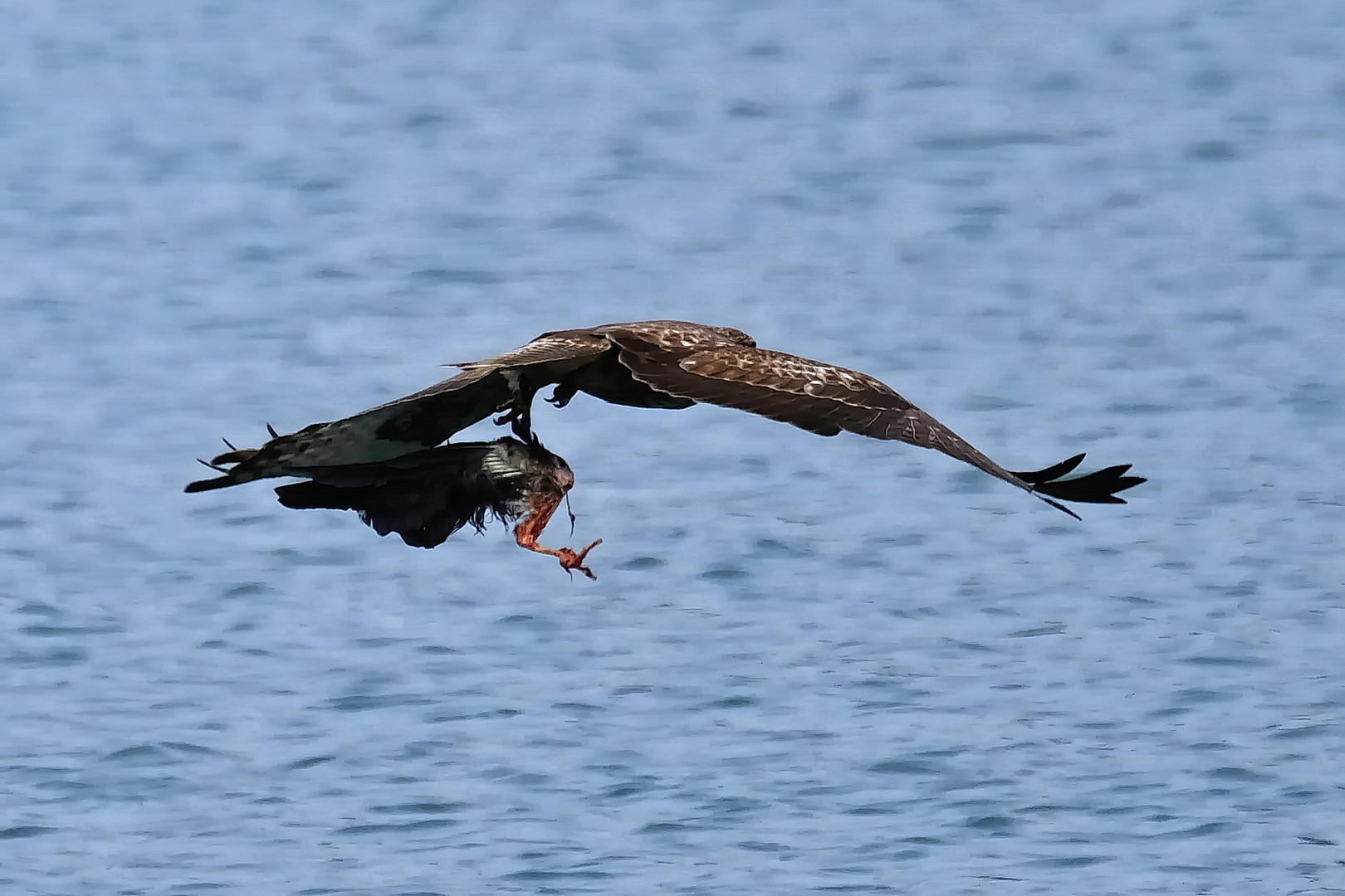 Mäusebussard mit Entenflügel