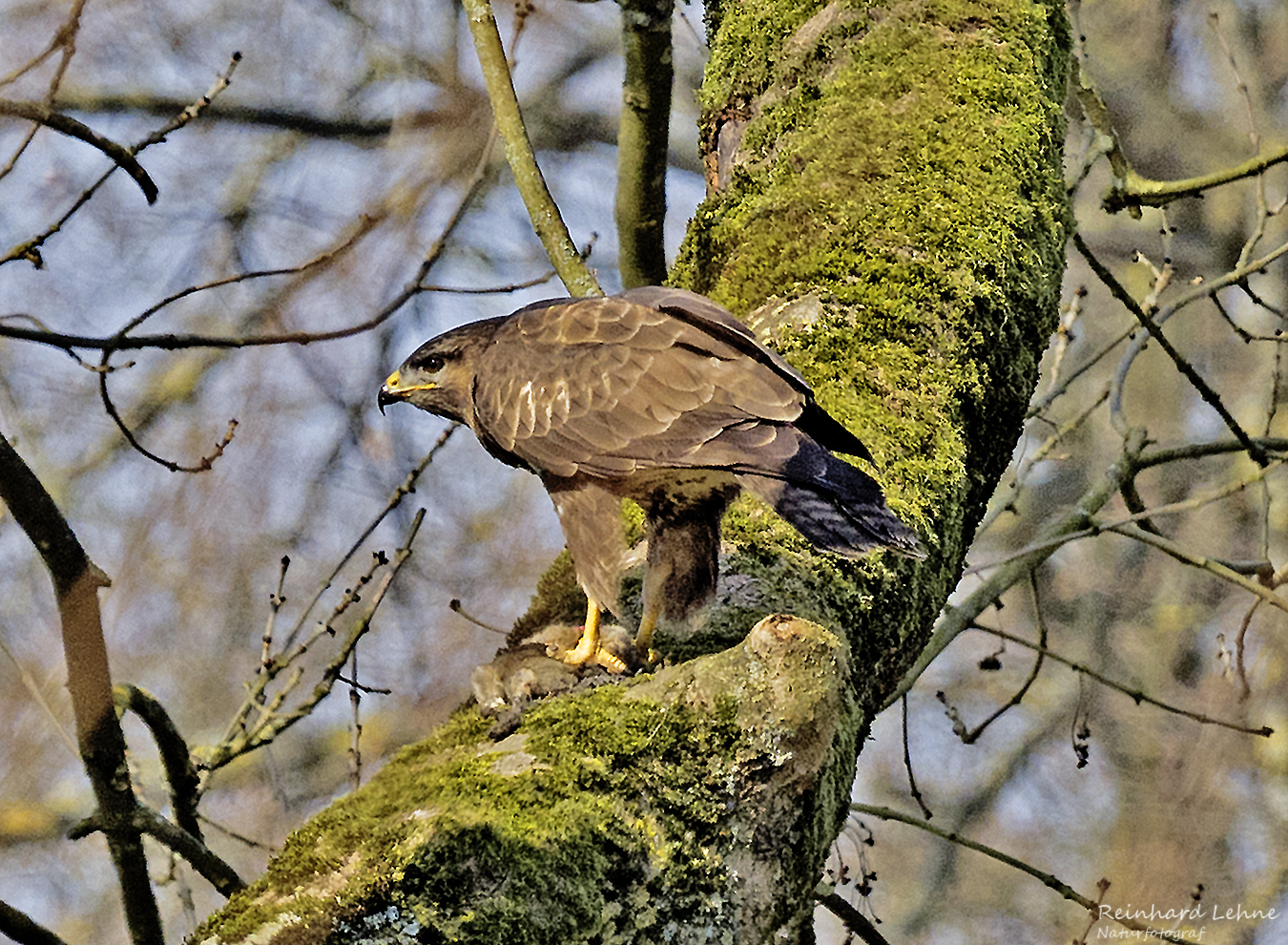  Mäusebussard mit erbeutetem Wildkaninchen