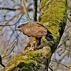  Mäusebussard mit erbeutetem Wildkaninchen