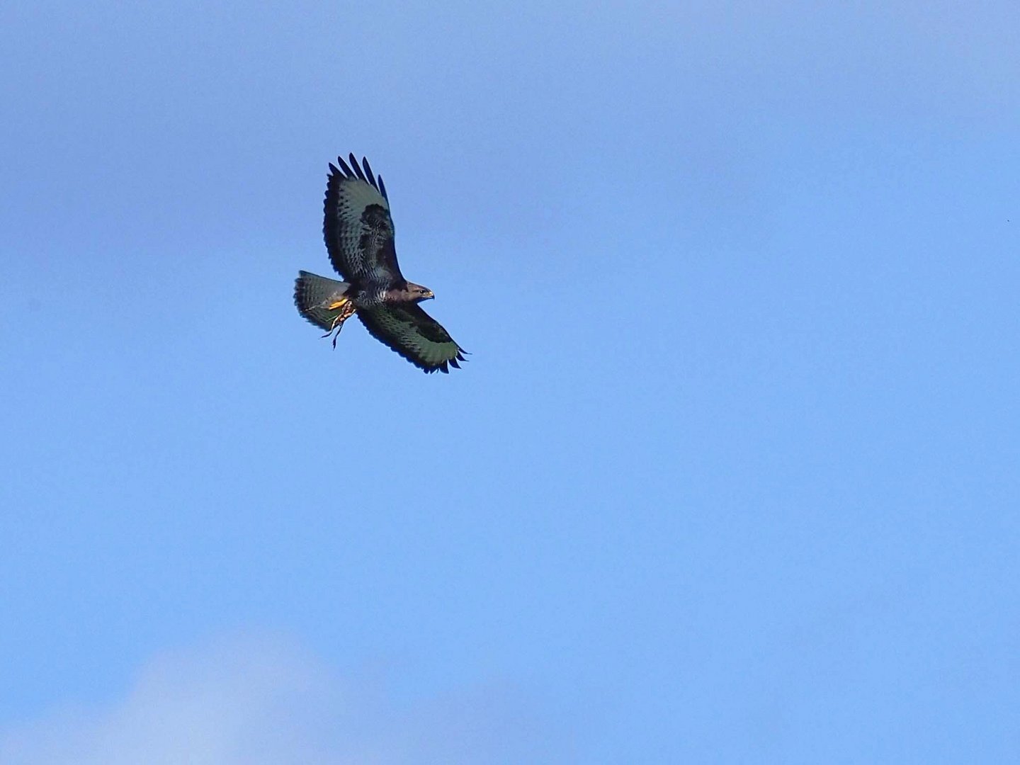  Mäusebussard mit Frosch