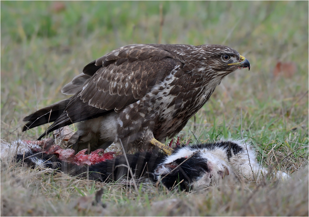 Mäusebussard mit Fundstück