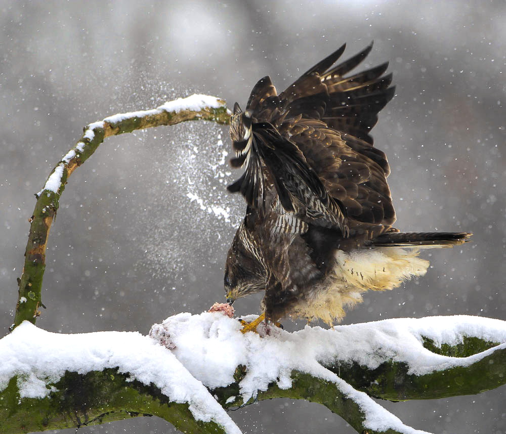 Mäusebussard mit Futter