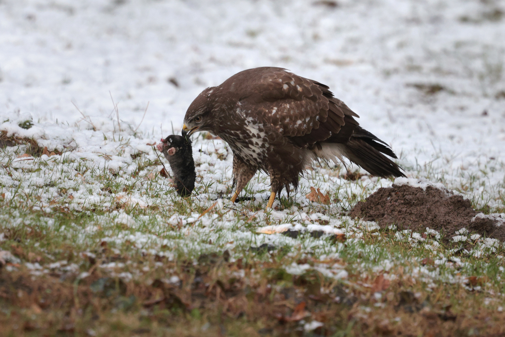 Mäusebussard mit Jagderfolg