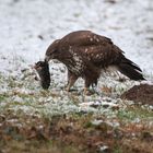 Mäusebussard mit Jagderfolg