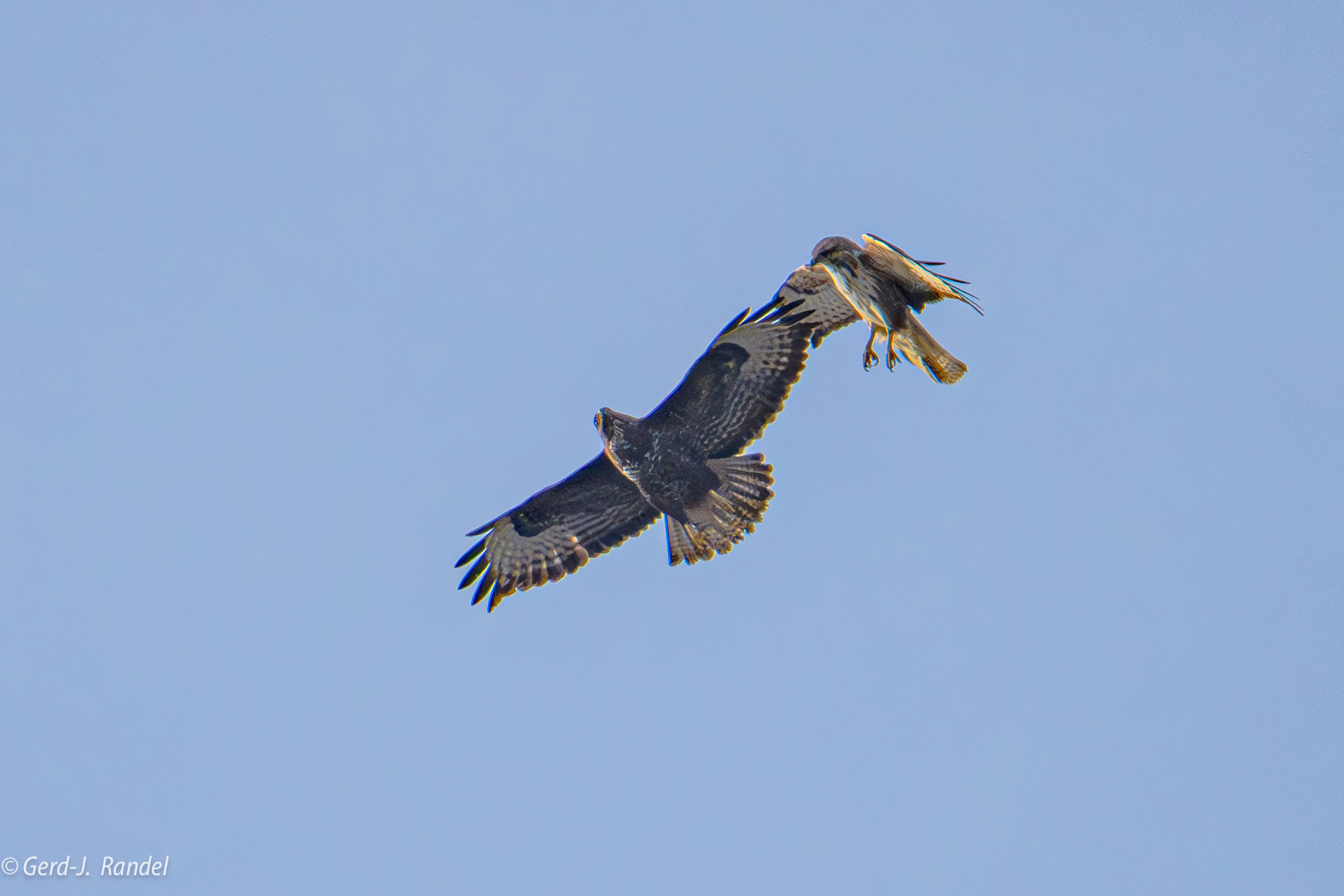 Mäusebussard mit Jungvogel