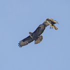 Mäusebussard mit Jungvogel