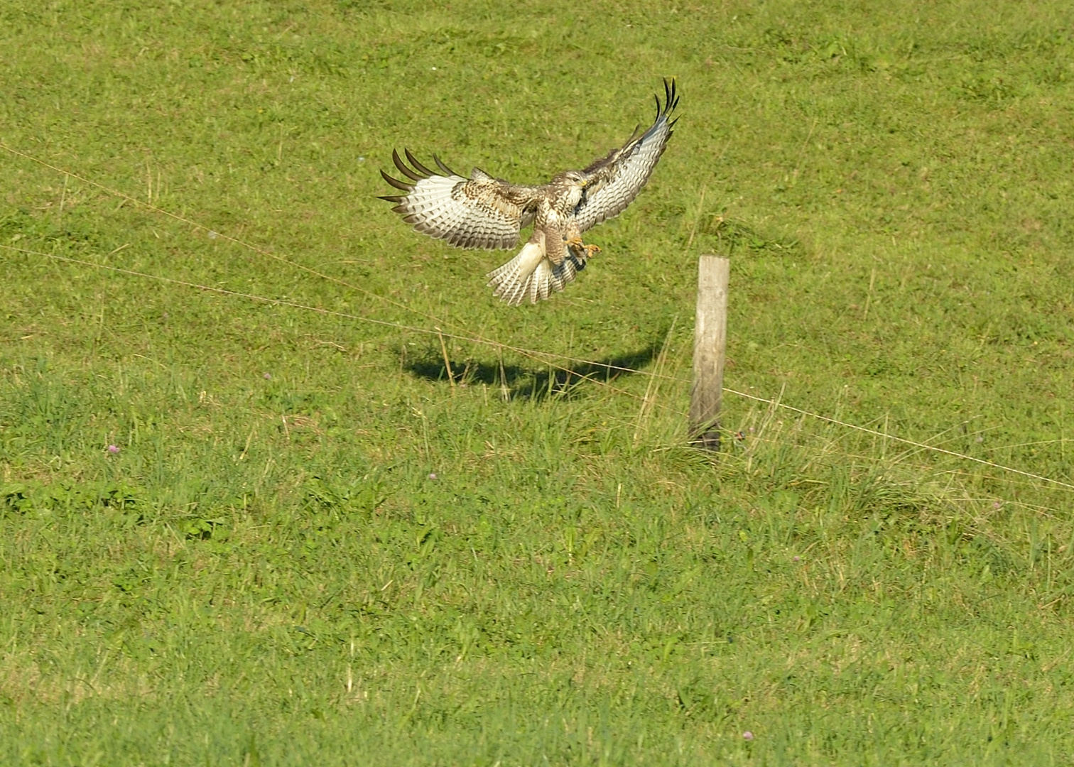 Mäusebussard mit klarem Ziel