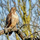 Mäusebussard mit konzentriertem Beuteblick ...........