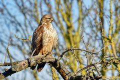 Mäusebussard mit konzentriertem Beuteblick ...........