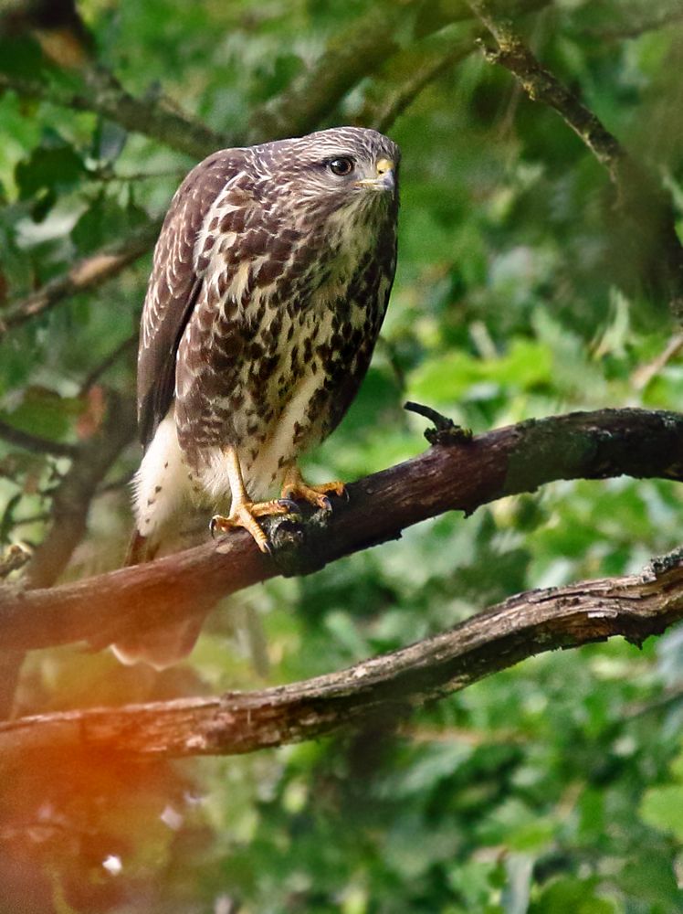 Mäusebussard mit Lichtfleck