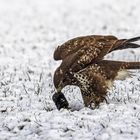 Mäusebussard mit Maulwurf