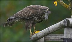 Mäusebussard mit Maus