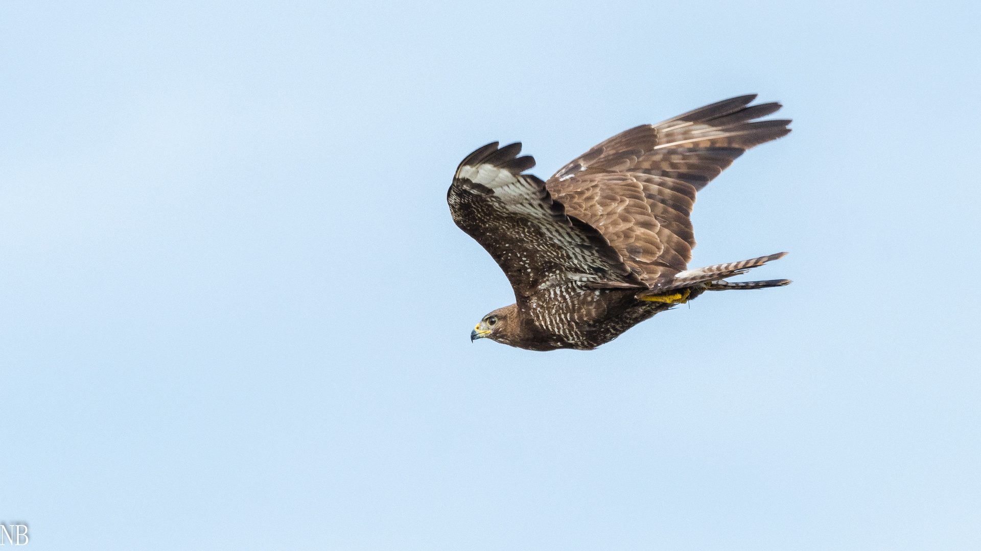 "Mäusebussard mit Maus 2023"