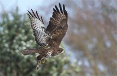 Mäusebussard mit Maus