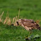 Mäusebussard mit Maus