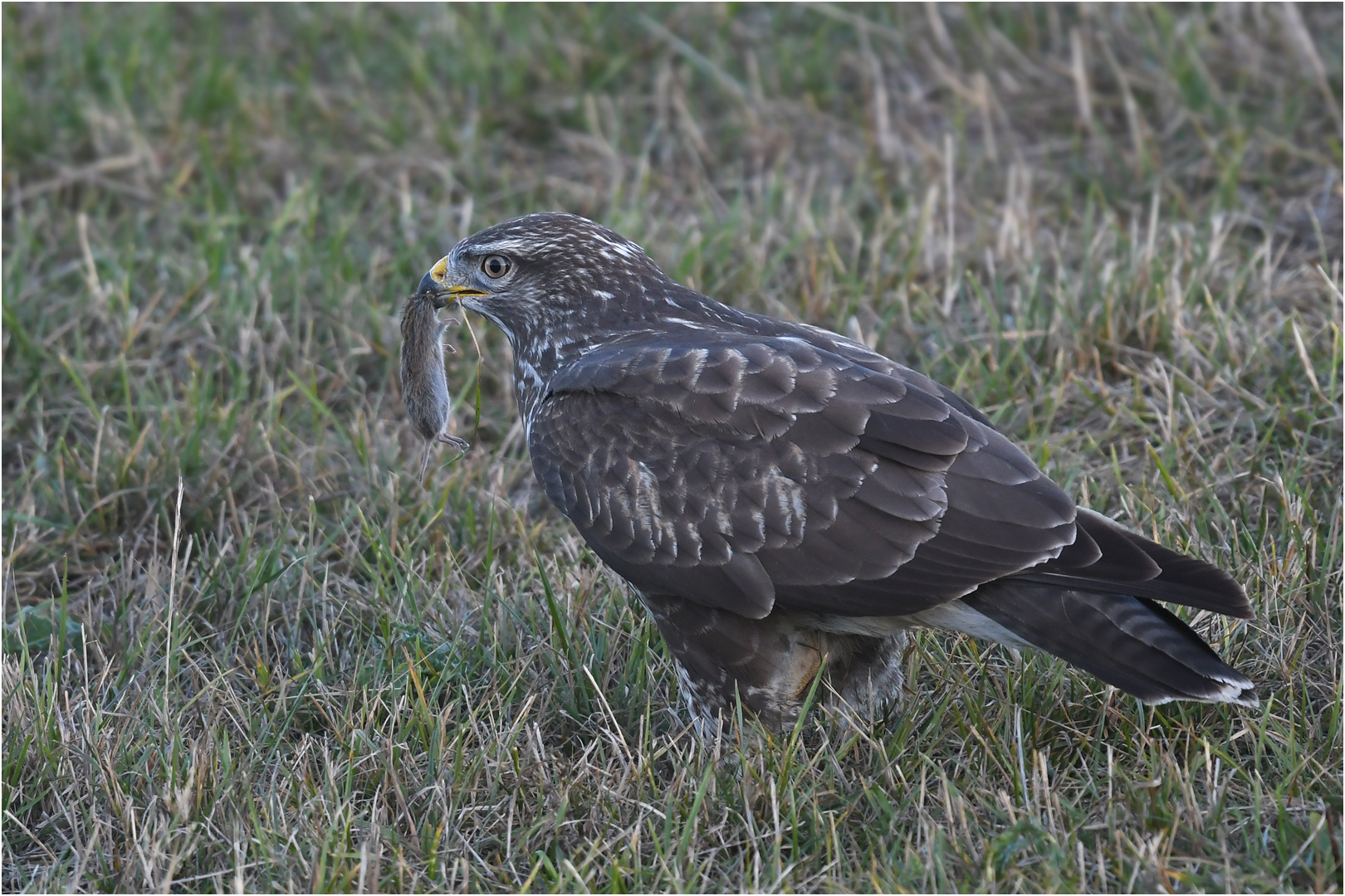 Mäusebussard mit Maus