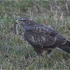 Mäusebussard mit Maus