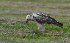 Mäusebussard mit Maus