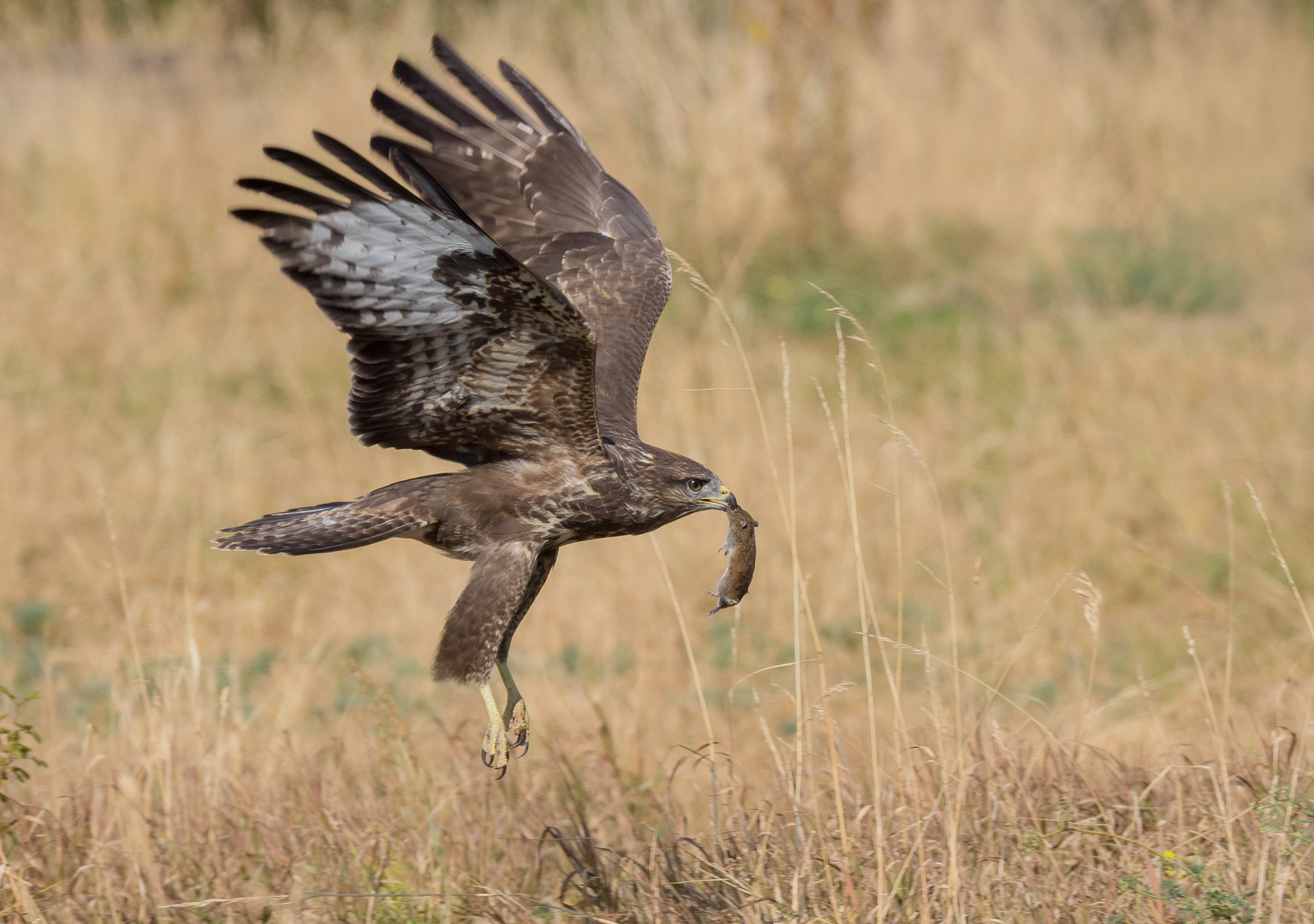 ~Mäusebussard mit Maus (Buteo buteo)~