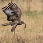 ~Mäusebussard mit Maus (Buteo buteo)~