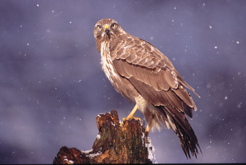 Mäusebussard mit Schneeflocken