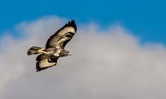 Mäusebussard mit schöner Kulisse - oder?