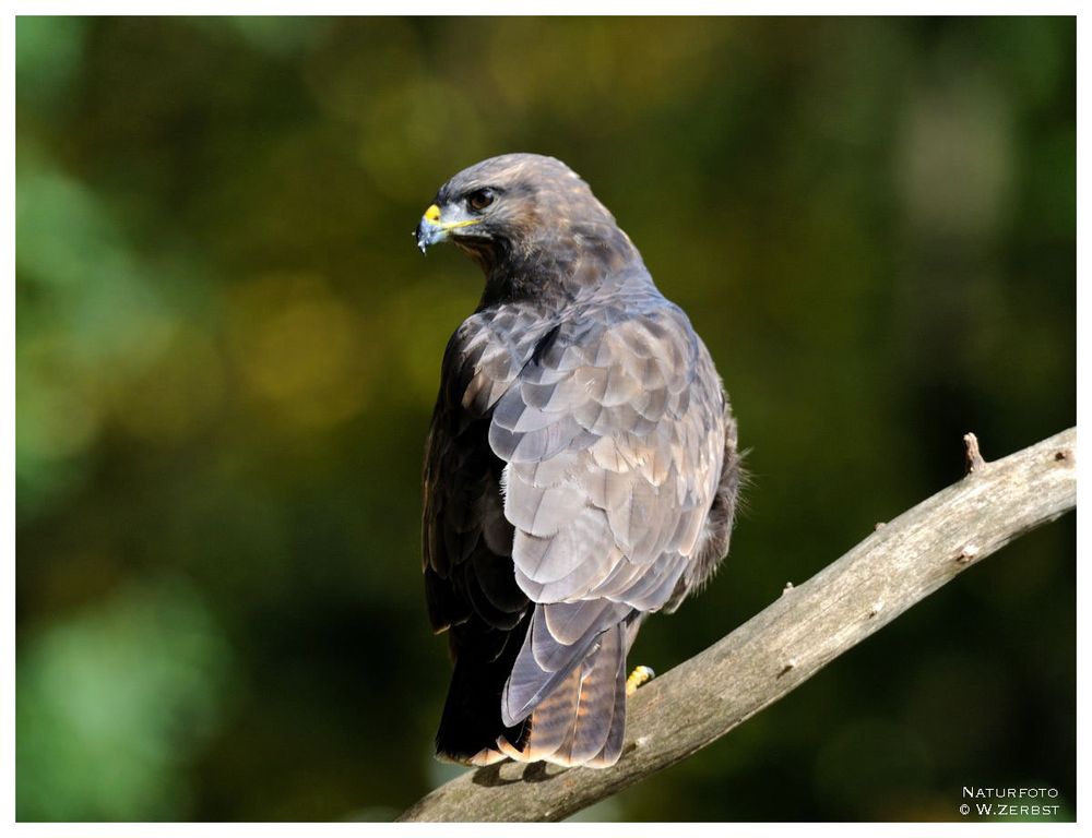 - Mäusebussard mit Schulterblick - ( Buteo buteo )