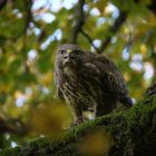 Mäusebussard mit seiner Beute