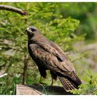 - Mäusebussard mit Zwischenlandung - ( Buteo buteo )