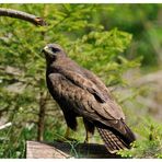 - Mäusebussard mit Zwischenlandung - ( Buteo buteo )