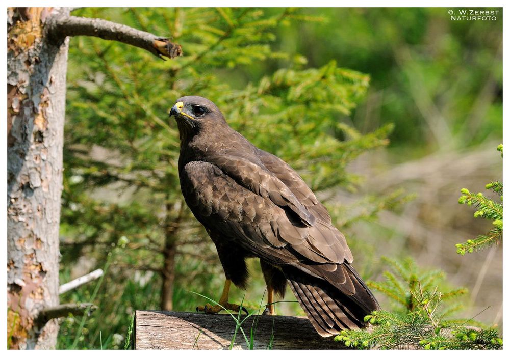 - Mäusebussard mit Zwischenlandung - ( Buteo buteo )