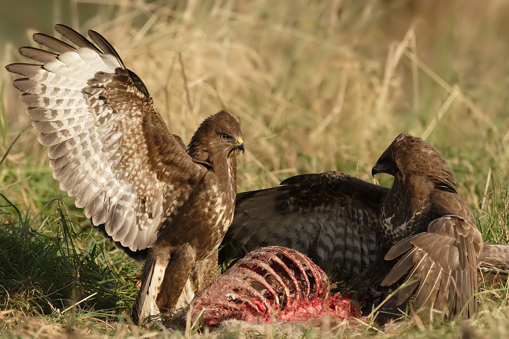 Mäusebussard (ND)